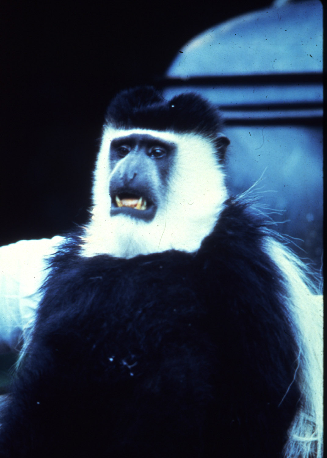 Colobus guereza gallarum