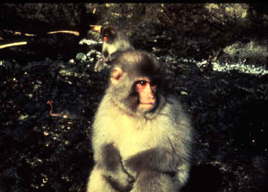 Macaca fuscata
