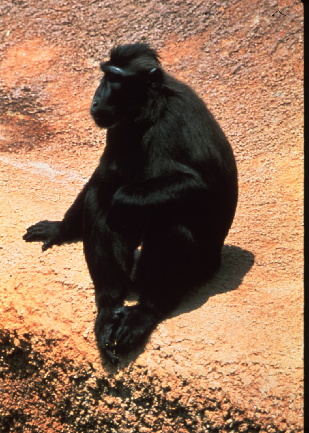 Macaca nigra