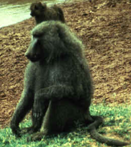 Papio cynocephalus anubis