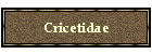 Cricetidae
