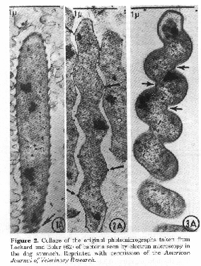 Helicobacter