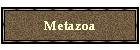 Metazoa