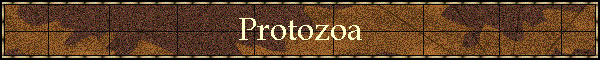 Protozoa