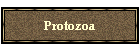 Protozoa