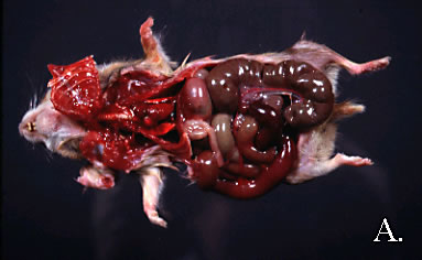 Gross photo of hamster with clostridial enteritis