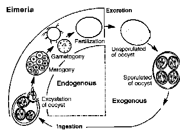Eimeria life cycle