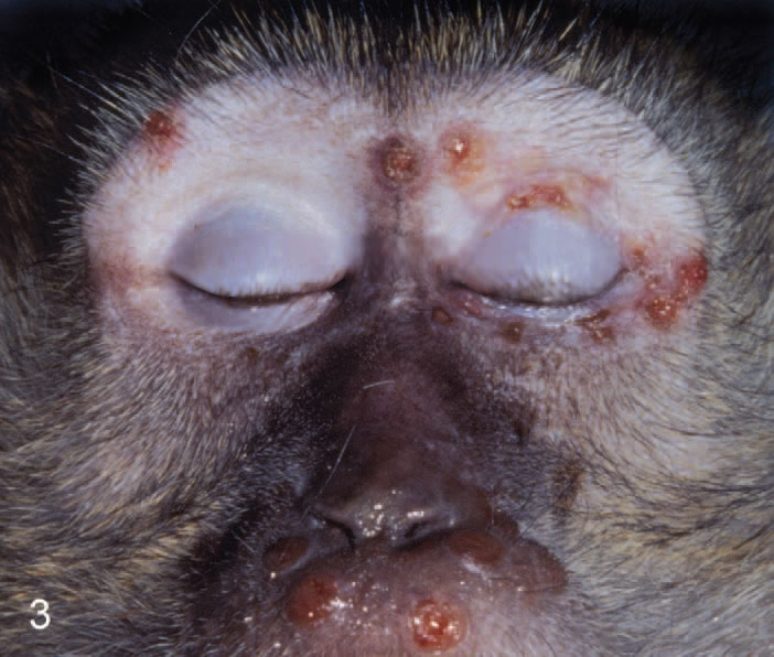Cyno with monkeypox