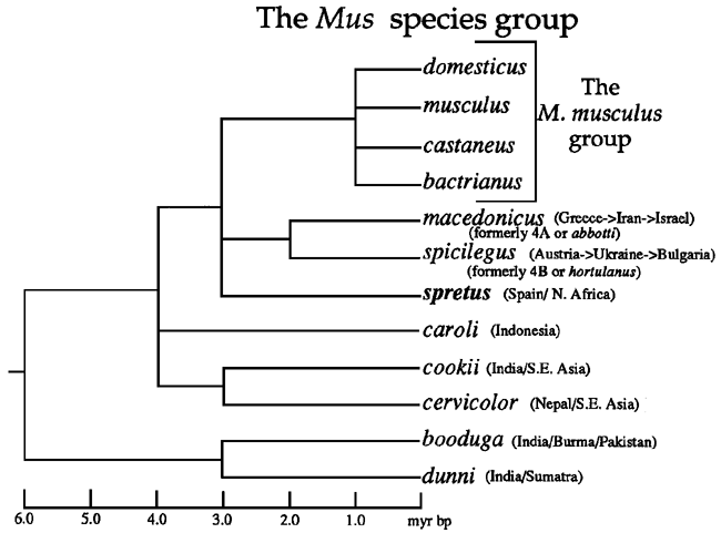 Mouse phylogenetic tree