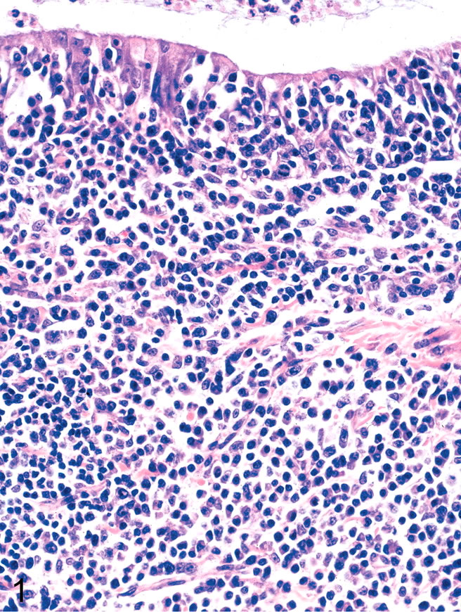 Mycoplasma pulmonis in a rat lung