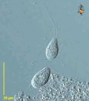 Spironucleus