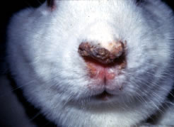 Treponema paraluis cuniculi, rabbit syphilis