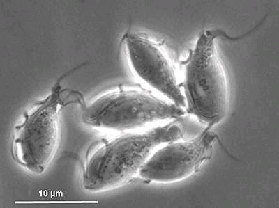 Tritrichomonas muris