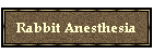 Rabbit Anesthesia