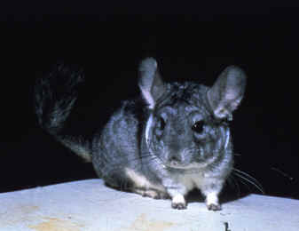Chinchilla laniger