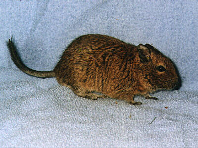 Octodon degus