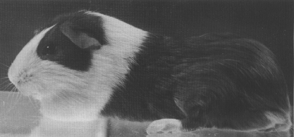 American guinea pig